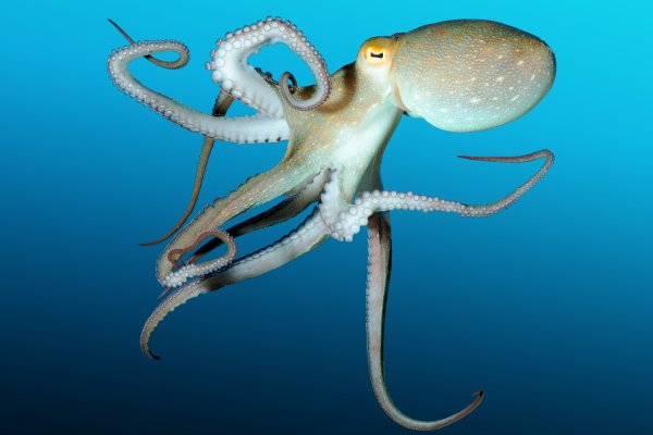 Kraken 12 at